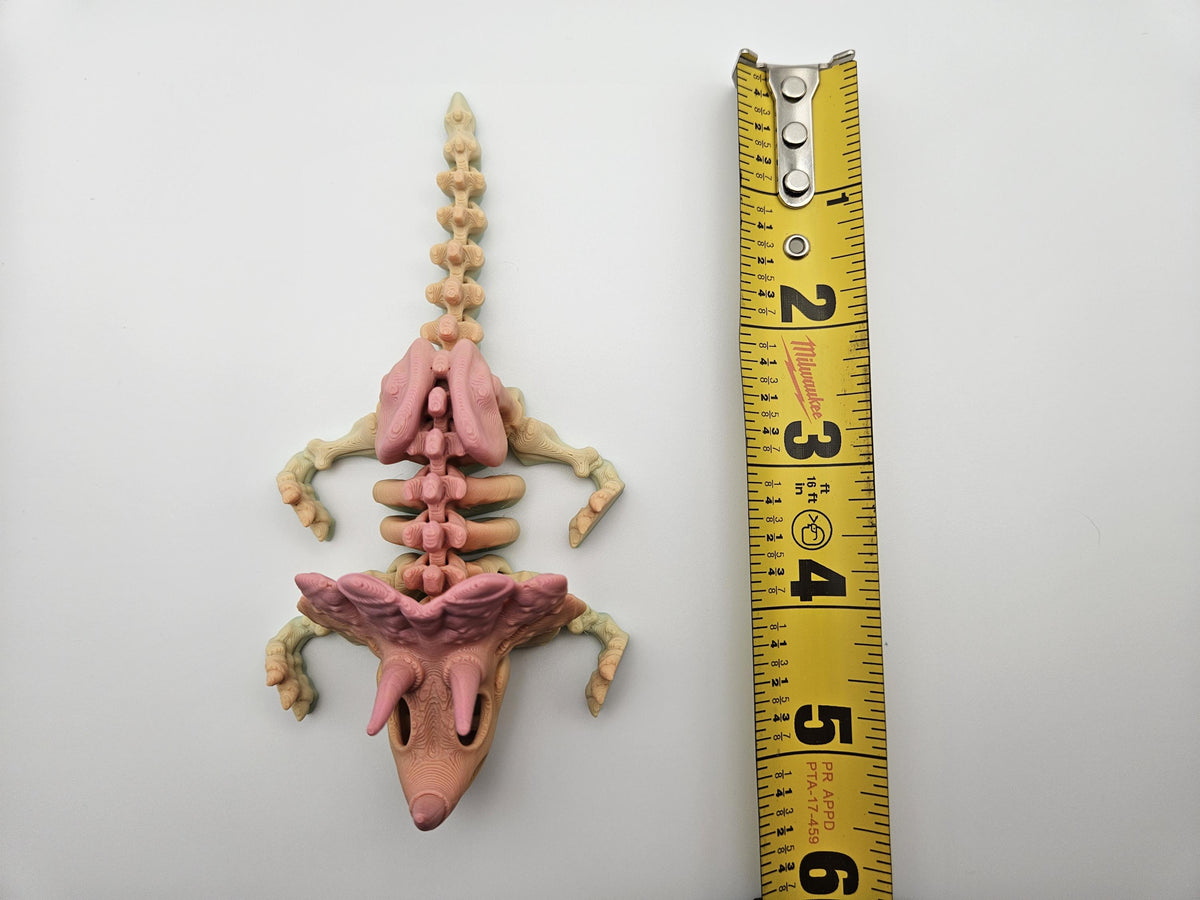Rainbow Skeleton Triceratops