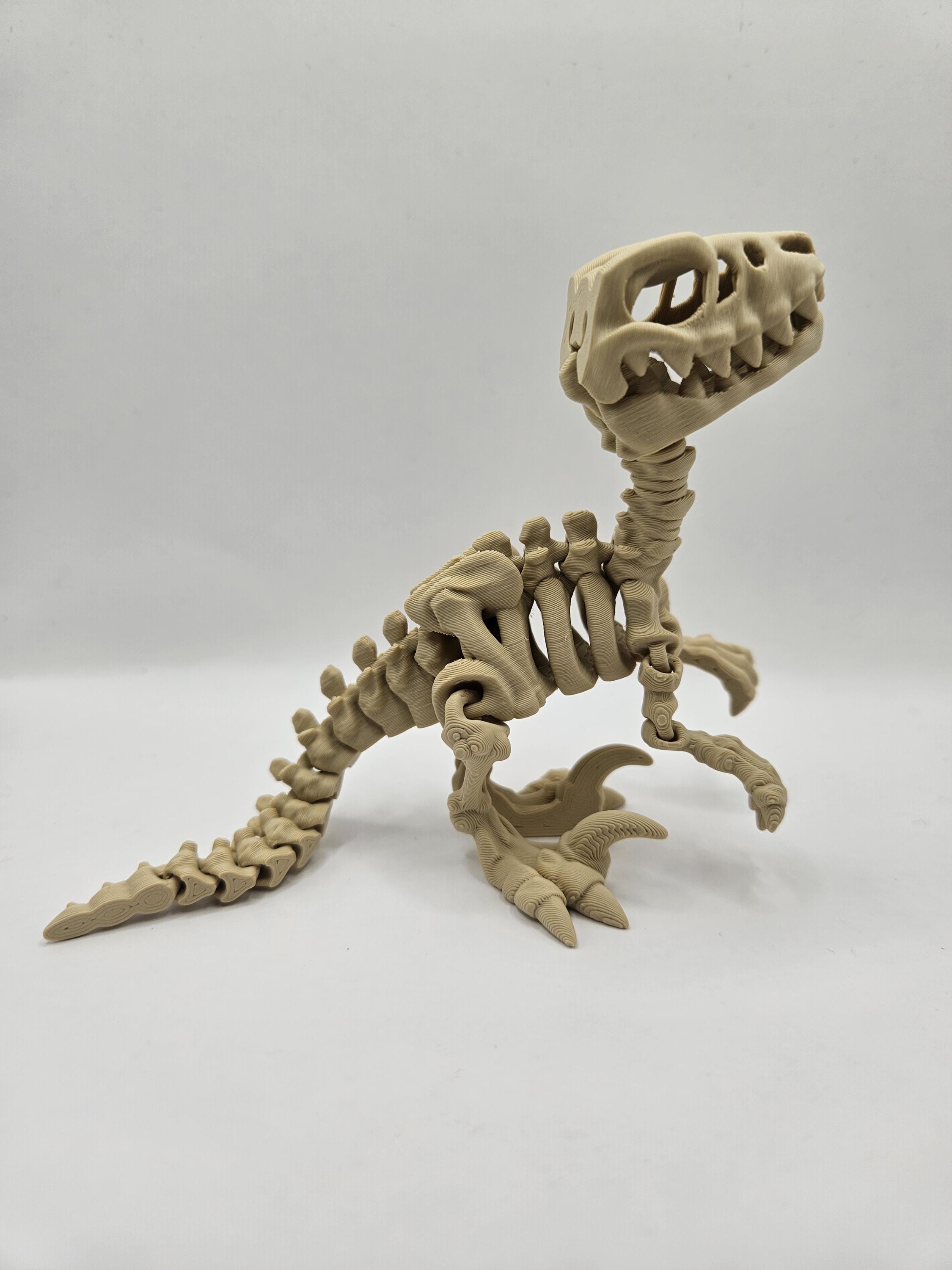 Skeleton Raptor