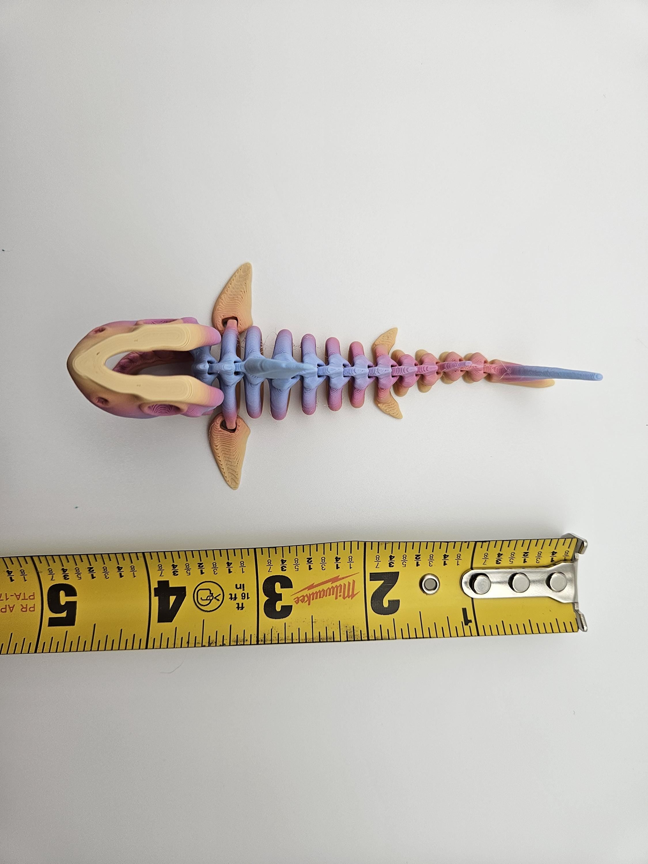 Rainbow Skeleton Shark